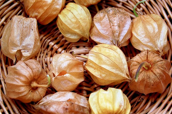 reife Physalis
