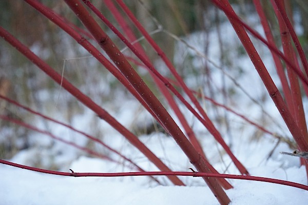 Hartriegel bringt mit roten Ästen Kontraste in die kahle Winterlandschaft.