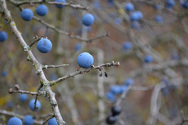 Der richtige Zeitpunkt: Erst nach dem Frost entfalten Schlehen ihren vollen Geschmack. Foto: annekroiss/pixabay.com