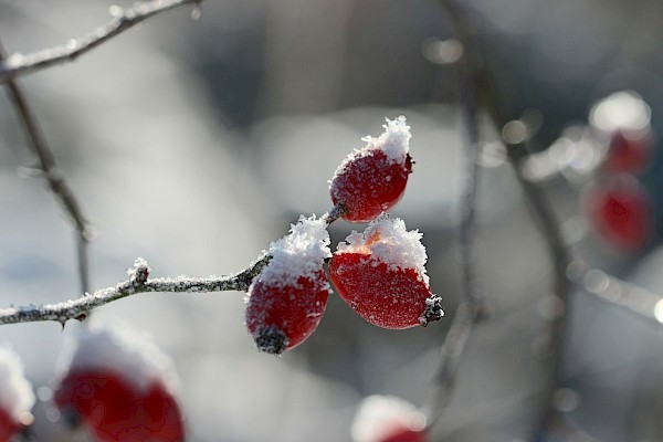 Vielseitige Hagebutte: Reich an Vitamin C stärkt sie als Tee das Immunsystem, ist dekorativer Blickfang und wertvolle Nahrungsquelle zugleich. Foto: chaoselly-foto/pixabay.com